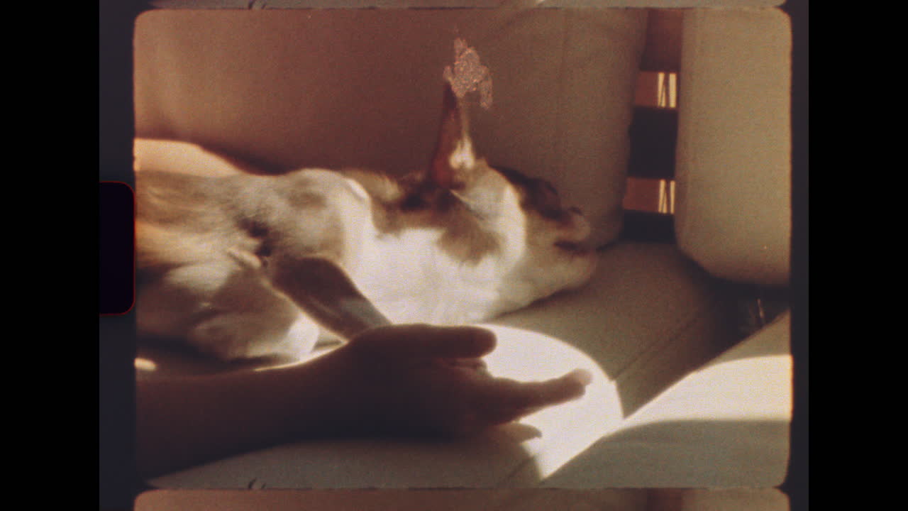 Cute chihuahua lying on a couch in warm sunlight with little girl nearby
