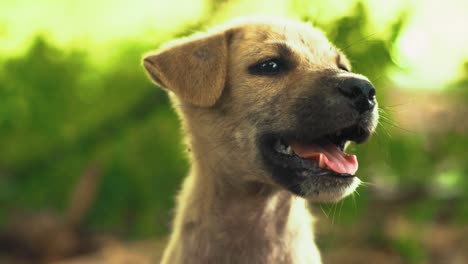 close up of little cute dirty puppy living on street in thailand yawning and looking at camera