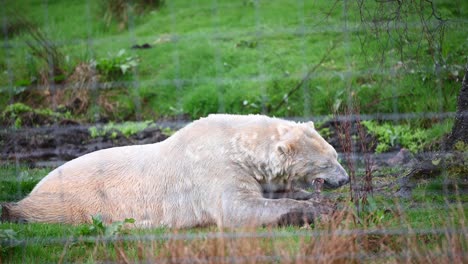 雄性北極熊在動物園內<unk>一個骨頭