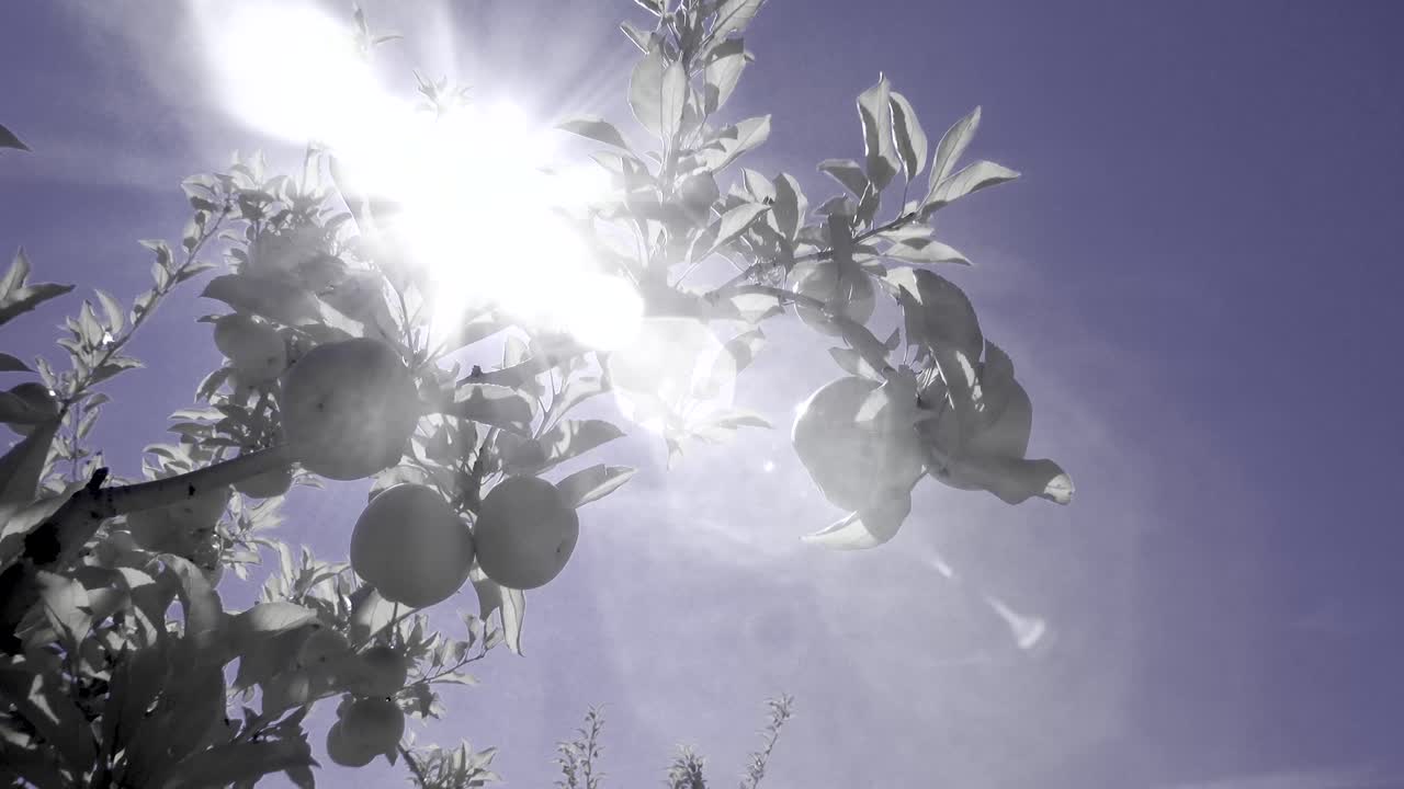 Apples on a tree branch