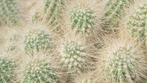 from the offset collection cactus closeup slow motion background with cacti from the offset collection cactus closeup slow motion background with cacti