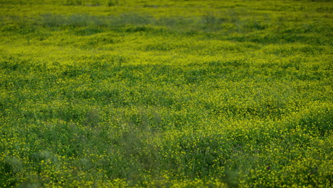a green field with yellow flowers in spring