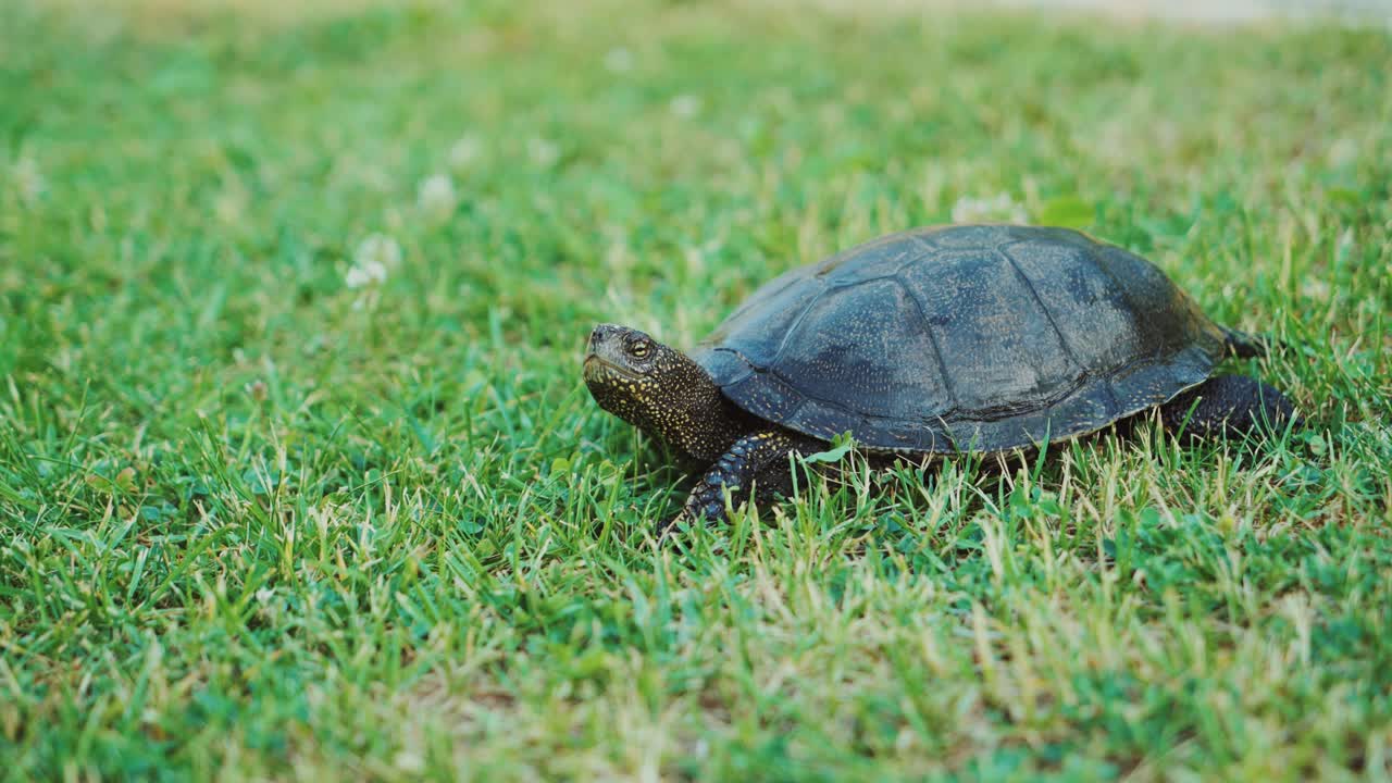 Turtle crawling on the ground among the plant. A turtle running into the woods