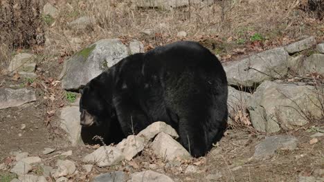 black bear on rock turn away from camera in safari park of parc omega in quebec, canada