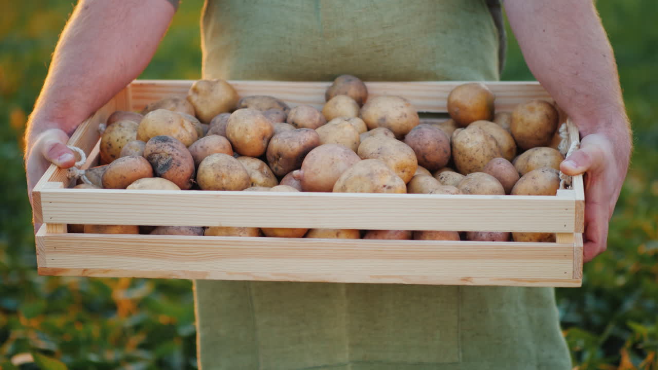 el granjero sostiene una caja de madera con papas 4k video