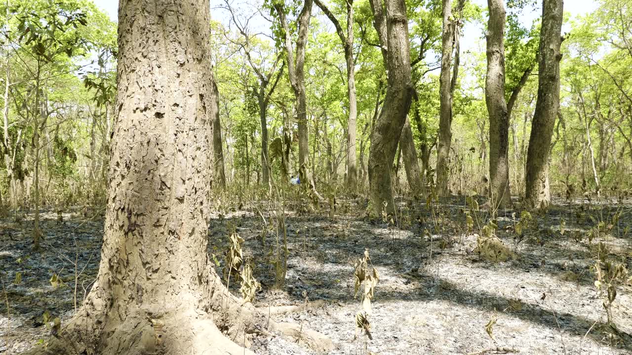 네팔의 치트완 국립공원에 있는 열대우림.