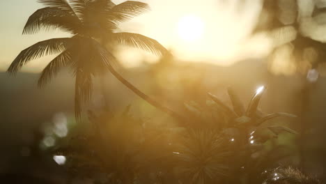 view of the palm trees in fog