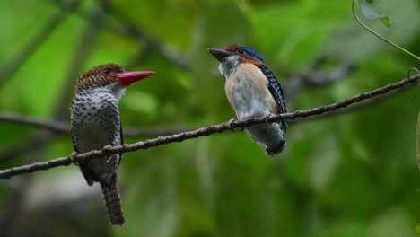 mother and son perched together as the camera zooms out, banded kingfisher lacedo pulchella, kaeng krachan national park, thailand