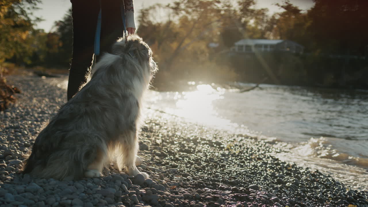 una mujer está de pie en la orilla del lago al atardecer, a sus pies su fiel perro. cámara lenta video 4k