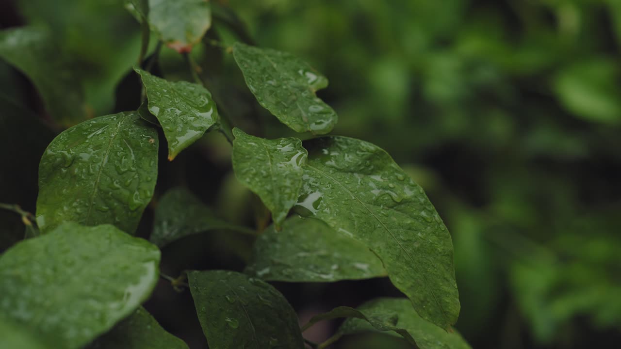 primer plano de una hoja verde con gotas de rocío