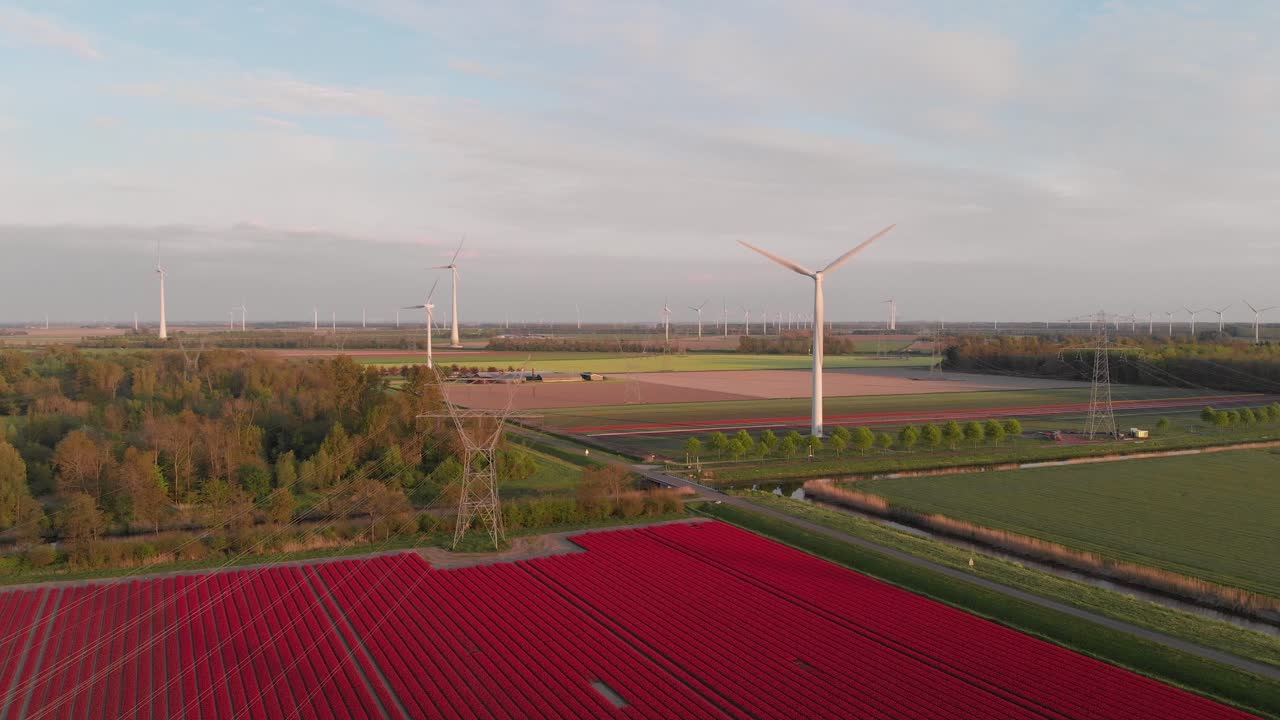 네덜란드 플레볼란드의 붉은 튤립 밭에 있는 풍력 발전소