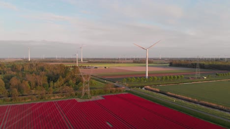 wind power plant on blooming red tulip fields in flevoland, netherlands