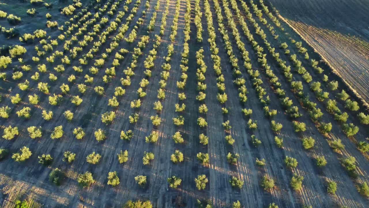 vista panorámica de drones de filas de árboles que crecen en el campo a la luz del sol