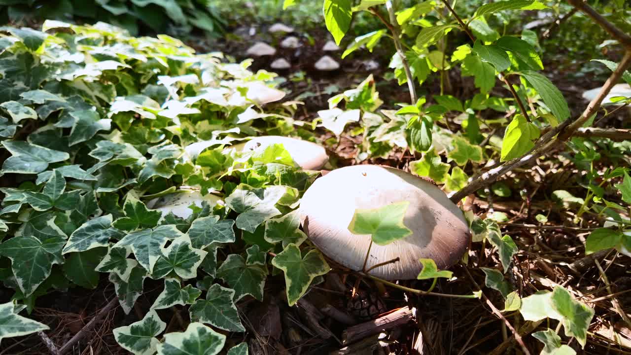 Mushrooms Growing in Ivy