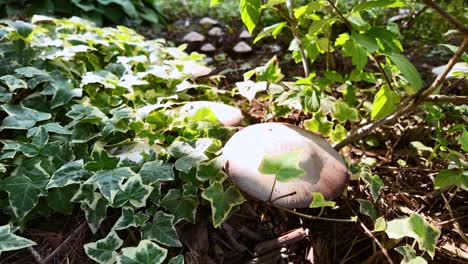 mushrooms growing in ivy