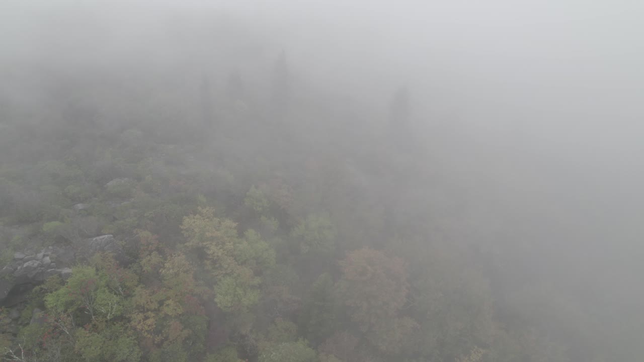 captura el ambiente encantador de un denso bosque de niebla y pastizales enclavados entre las serenas montañas