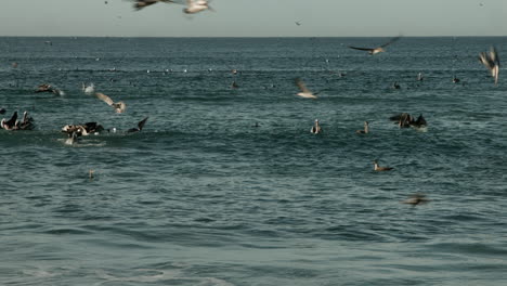 pelícanos marrones en la costa del sur de california.