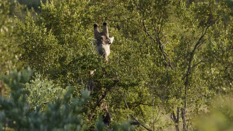 Giraffe-eating-from-a-tree