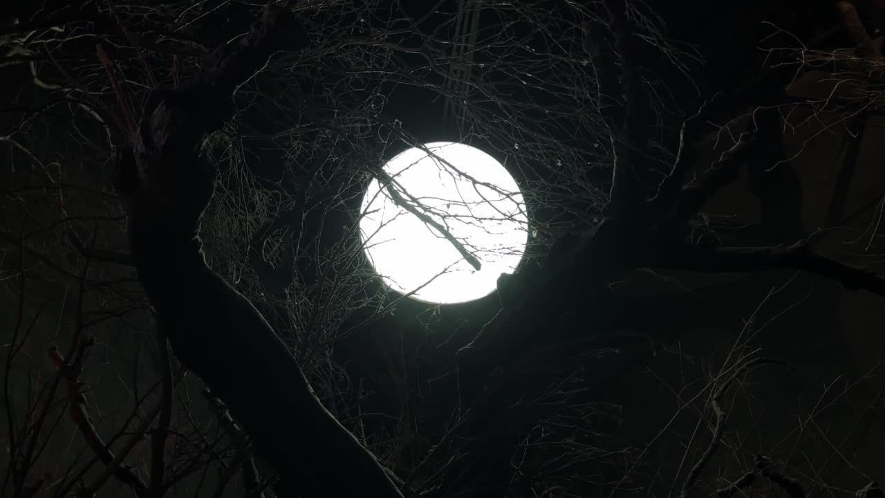 Luna piena vista attraverso i rami di un albero spoglio. Zoom in.