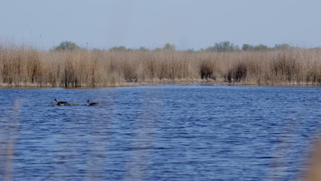 Familia-De-Gansos-De-Ganso-Silvestre-Nadando-En-Un-Lago-Rodeado-De-Juncos