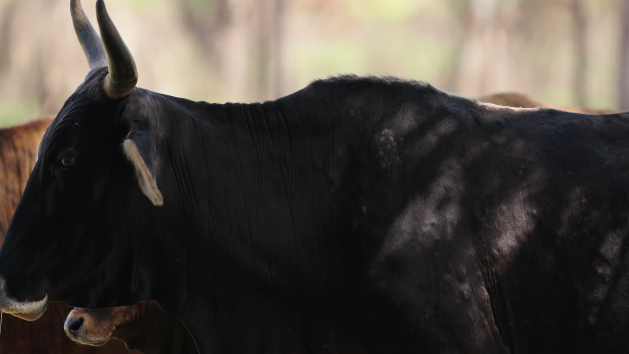 Close-up of a black cow with a calf, standing in the pasture under the sunlight, peaceful rural environment.