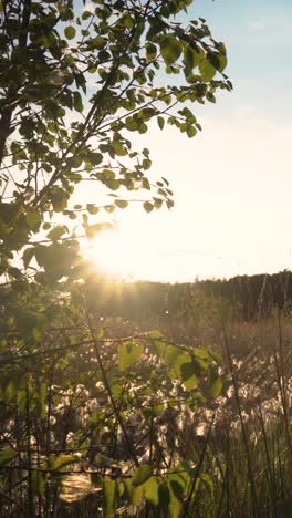 sunset over a meadow with trees