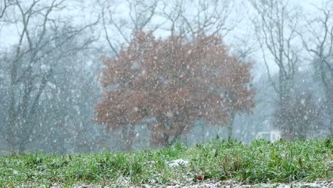 a slopw motion video of snow with a tree on the background