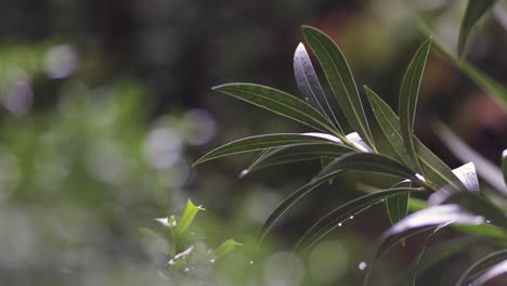 pan right of a plant with dark, narrow green leaves with rain drops hanging off them after a storm