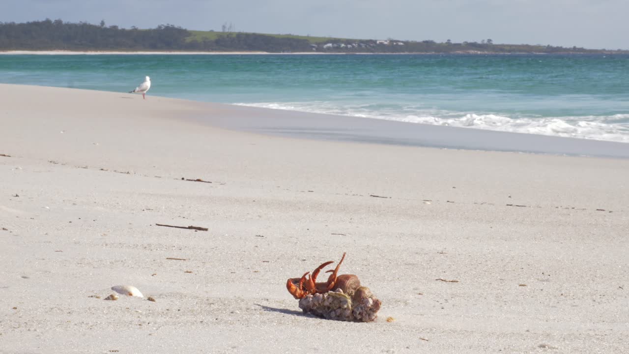 Eremittkreps med klo som beveger seg ut av skallet på hvit sandstrand i Tasmania, med ensom måke og havbølger i bakgrunnen. Nærbilde, vidvinkel