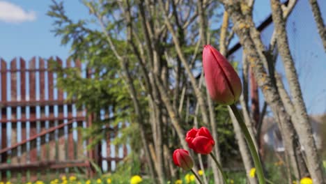 red tulips sway in the wind