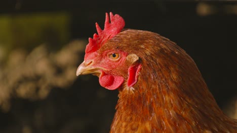 slow motion sunrise lighting close up of chicken hen on farm in countryside. exploring environment roaming meadow. rural farmyard animal footage 4k.
