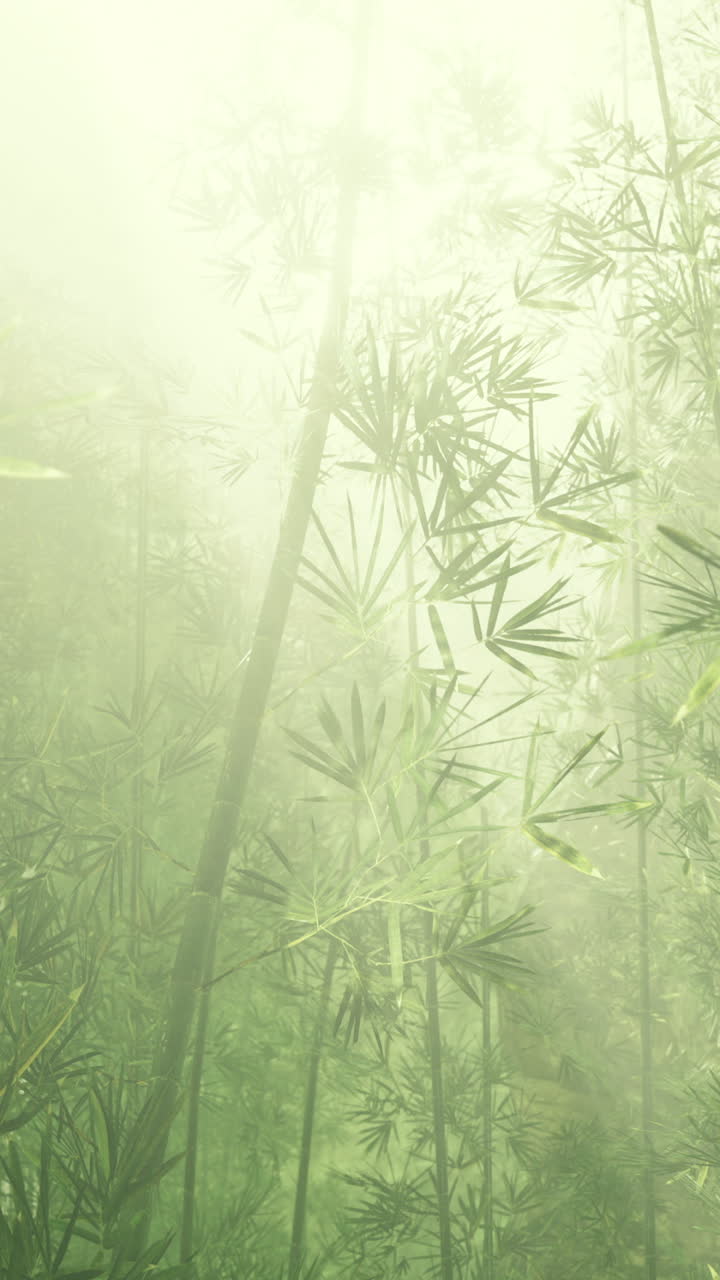 Enchanting mist envelops a serene bamboo forest at dawn
