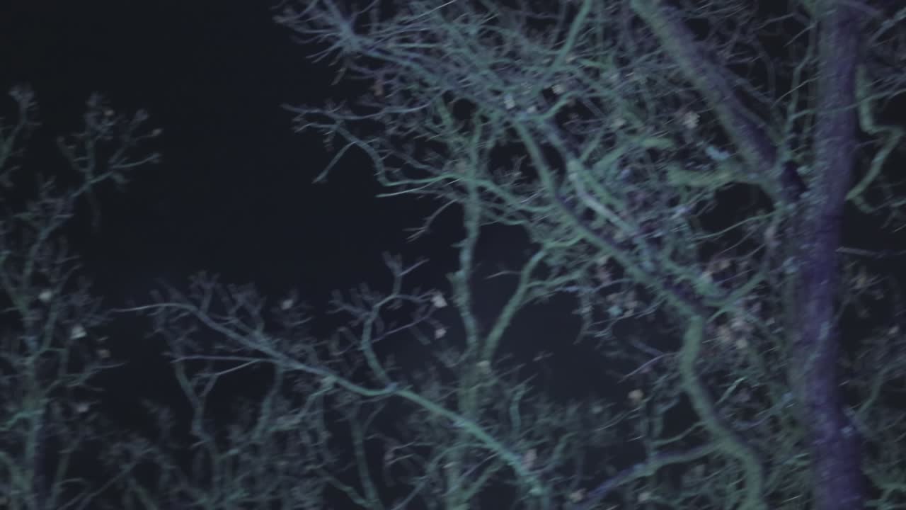 Night Mysterious Landscape. Silhouettes of the bare tree branches against the full moon and dramatic cloudy night sky