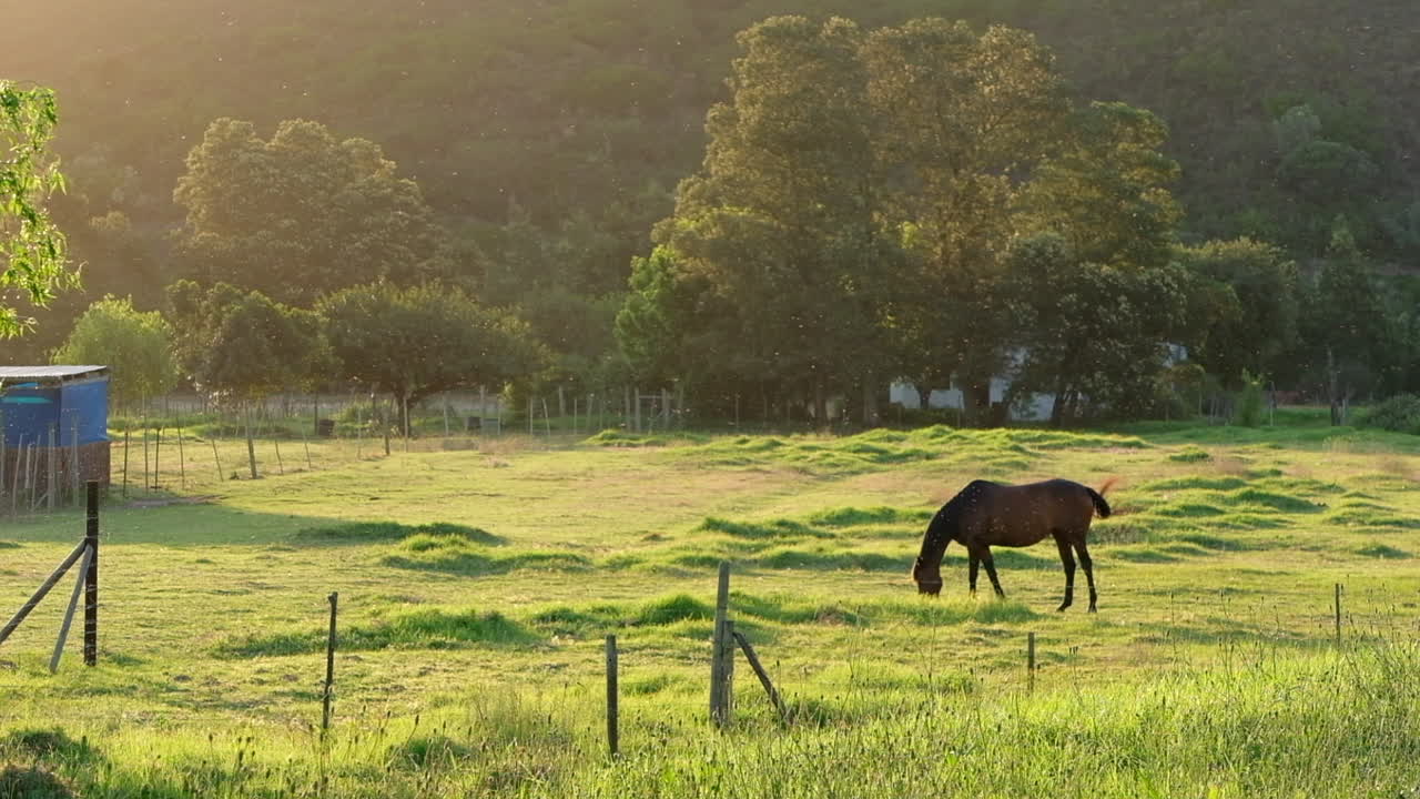 un caballo marrón solitario pasta en un prado bajo la cálida luz del sol de la tarde