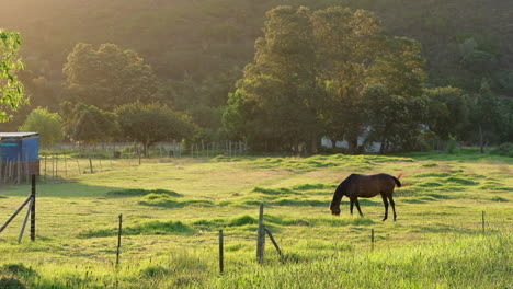 a-lone-brown-horse-grazes-in-a-paddock-in-warm-afternoon-sunlight