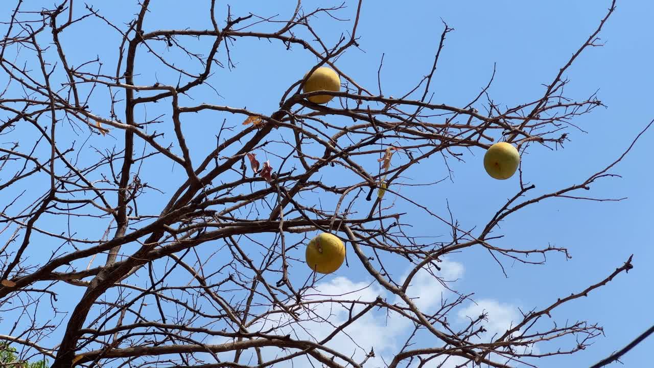 bael fruit, golden apple, or Indian quince. The scientific name for the fruit is Aegle marmelos. the fruit is called sriphal and bilva in Sanskrit, bel in Hindi