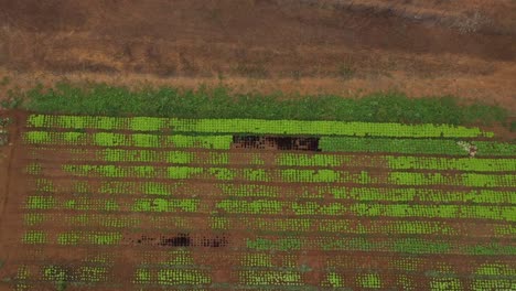 Successful-vegetable-farm-amidst-the-barren-dry-hot-landscape