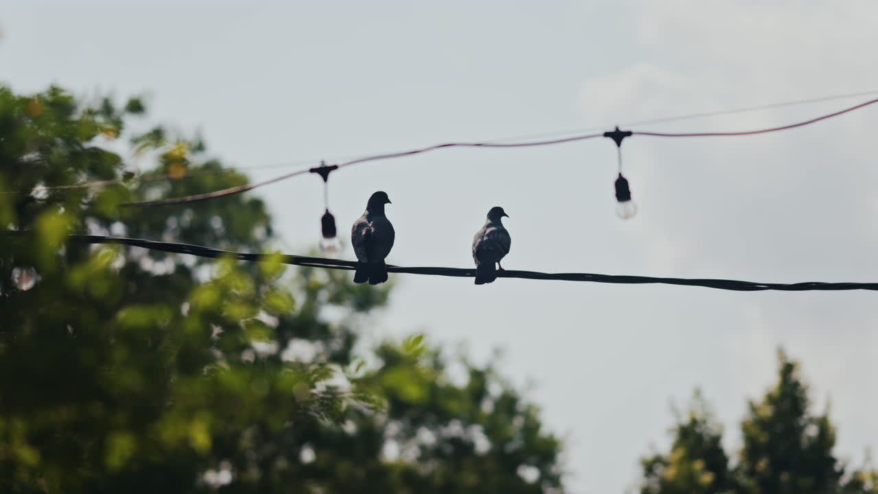 Two pigeons sitting on an electric power line with green trees on the background