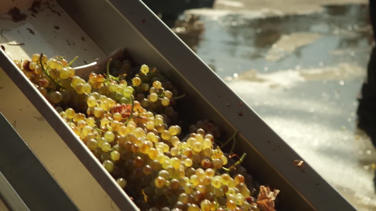 Close up of harvested ripe grapes going up an elevation belt, wine industry automation, in Italy