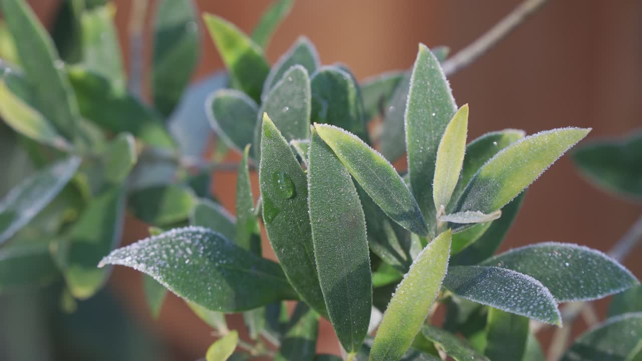 Primo piano delle foglie della Buddleja (albero delle farfalle).
