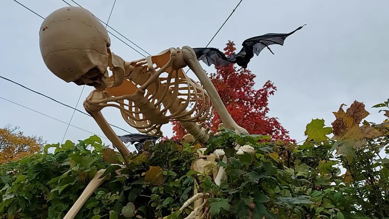 Skeleton tries to escape over the hedge. A black bat flies in the background. Halloween Decorations.