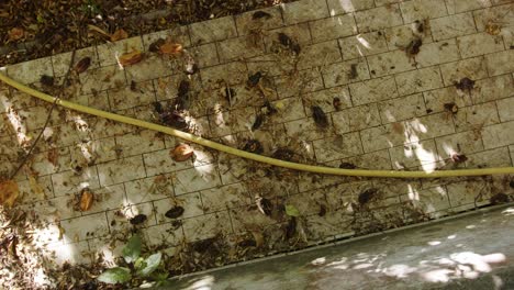 Dry-Leaves-On-The-Tiles-Floor---High-Angle-Shot