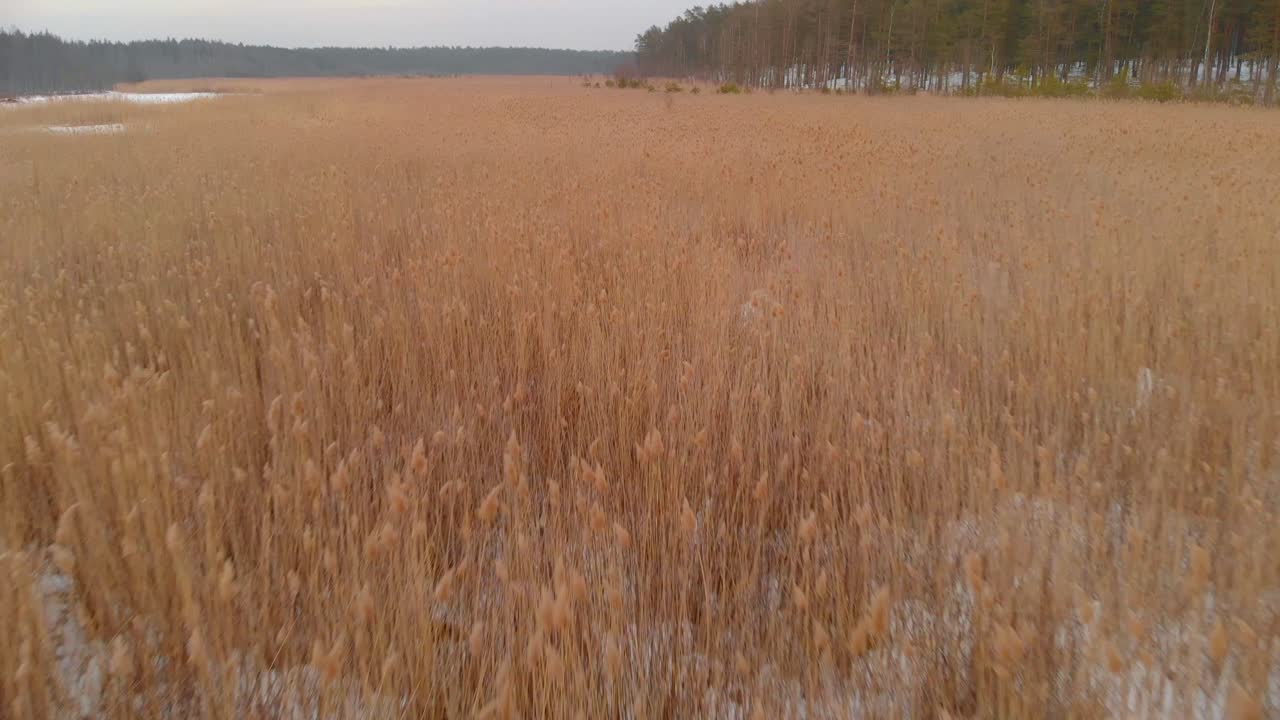 Flyger snabbt och lågt över fruset gräs på ett snöigt fält i Lettland