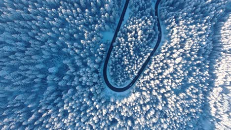 Amazing-Aerial-Scene-Of-Snow-Covered-Forest-In-Winter---aerial-shot