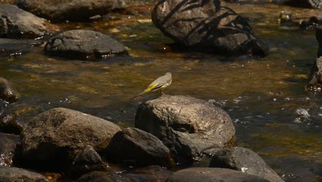 Grey-Wagtail,-Motacilla-cinerea,-4K-Footage,-Huai-Kha-Kaeng-Wildlife-Sanctuary,-Thailand