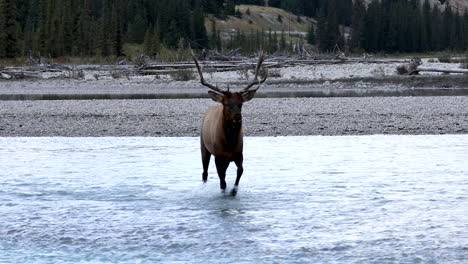 large bull elk crossing river. panning wide shot