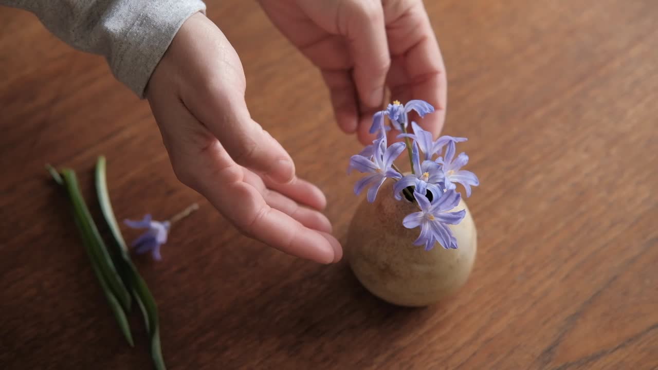 las manos femeninas ponen pequeñas flores de primavera en un pequeño jarrón de cerámica, vista superior