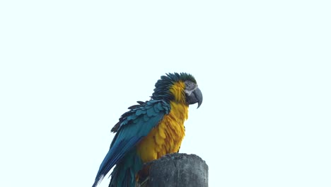 guacamayo azul y amarillo sacudiendo las plumas mientras se posan en el poste, cámara lenta