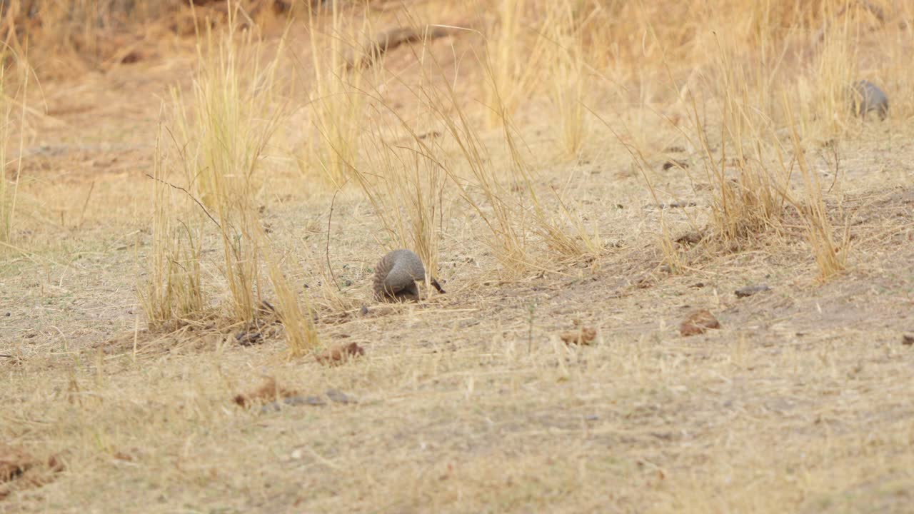 A banded mongoose (Mungos mungo) looks at a companion before turning around to scratch its backside with its mouth in a comical moment. Slow motion, Kruger National Park, South Africa