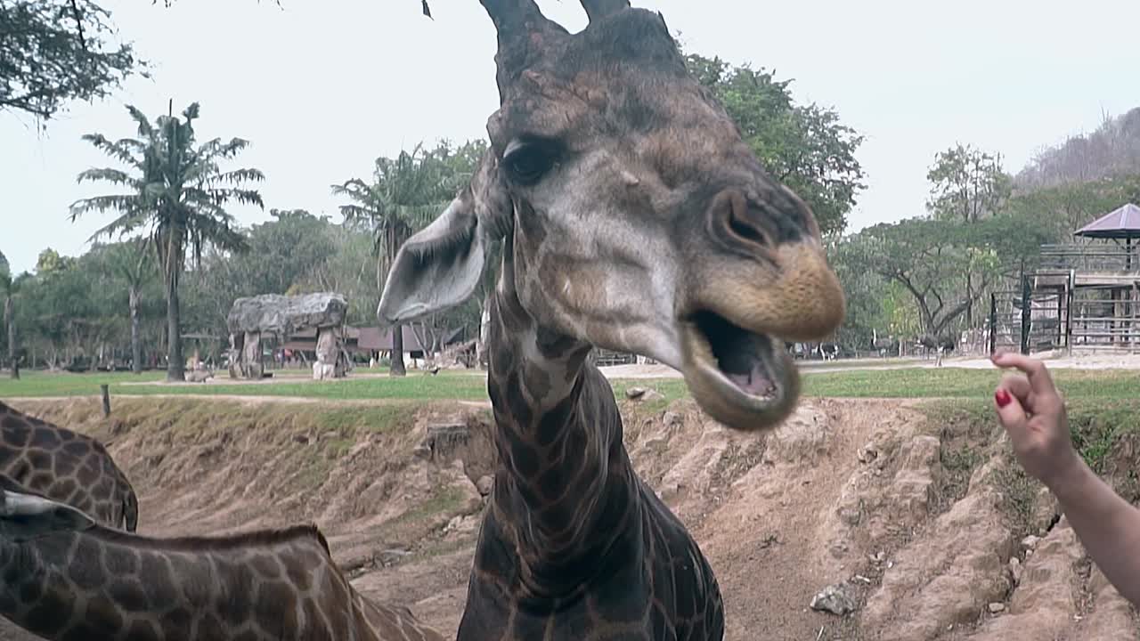멋진 갈색 기라프가 긴 혀를 사용하여 음식을 잡습니다.